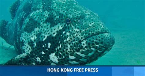 hong kongs wet markets selling  types  threatened fish study  hong kong  press hkfp