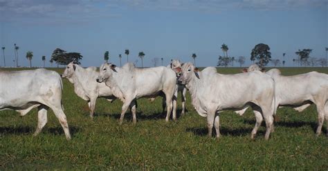 Have Vacation Will Travel Brazil Part 3 Cattle