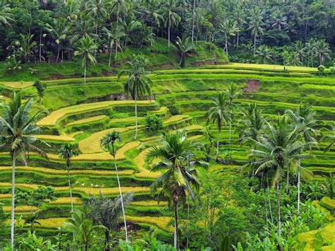 bali  tegallalang rice terraces