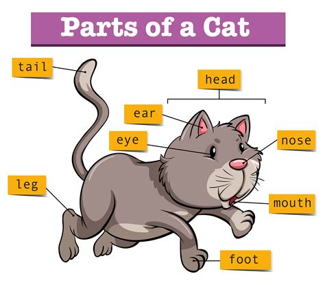 diagram showing parts  cat  vector art  vecteezy
