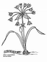 Allium Coloring 58kb sketch template