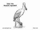 Coloring Spoonbill Roseate Exploringnature sketch template