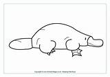 Platypus Colouring Coloring Wombat Pages Printable Australian Animal Animals Stew Duck Billed Templates Activityvillage Outlines Choose Board Australia Platypuses Sheets sketch template