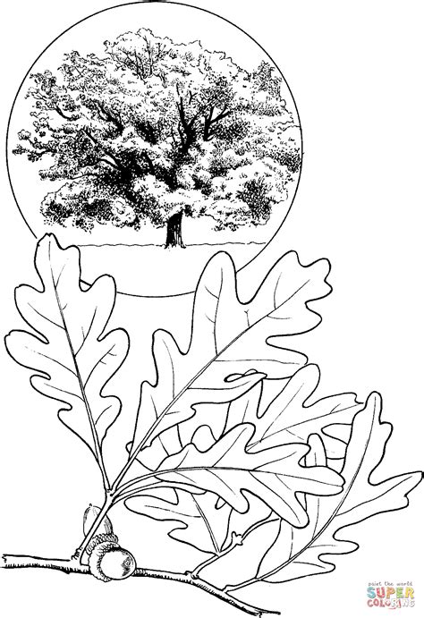 white oak tree coloring page  printable coloring pages
