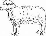Domba Sheep Realistic Mewarnai Sketsa Marimewarnai Paud sketch template