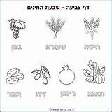 Coloring Hebrew Pages öppna School Species Tu Activities sketch template