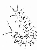 Insekten Centipede Regenwurm Cienpies Millepiedi Cien Pattes Kolorowanki Insetti Malvorlage Insects Insectes Owady Robaki Tiere Dessiner Insect Ciempies Disegnidacolorare Insecte sketch template
