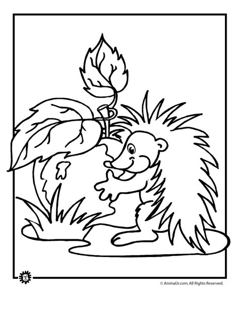 forest animals coloring pages coloring home