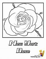 Coloring Rose Pages Flower Flowers Yescoloring Paper Ny Kids Colouring sketch template