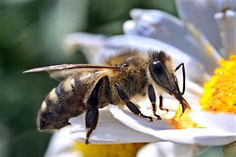 complete guide  honey bee races traits facts beeslife