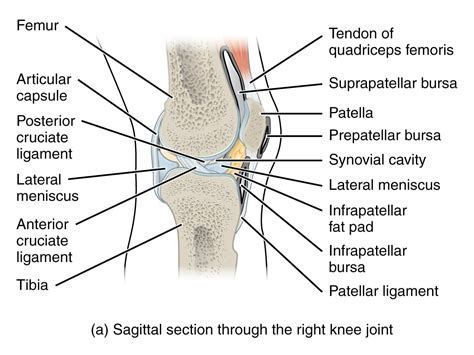 miles callahan anatomy   knee
