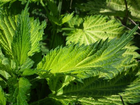 nettle leaves plant wallpaper hd nature  wallpapers images