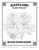 Maryland Flower State Coloring Eyed Susan Pages Choose Board Printable Color sketch template