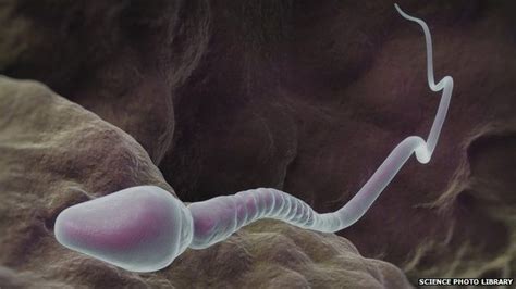 discovery sheds new light on chromosomes bbc news