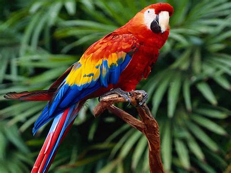 download wallpapers scarlet macaws widescreen 3840x2400