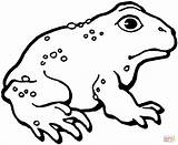 Toad Sapo Rospo Ropucha Grenouille Sapos Americano Colorier Lado Kolorowanki Infantiles Toads Cane Animali Anfibio sketch template