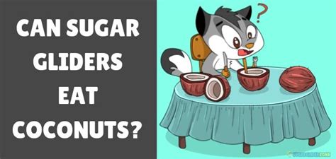 sugar gliders eat coconuts sugar glider zone sugarglider care