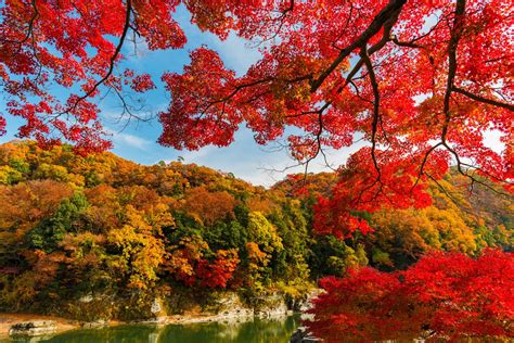complete fall color  autumn leaf viewing guide