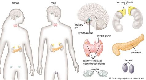 human endocrine system anatomy