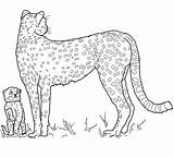 Cheetah Pages Ghepardo Colorare Coloriage Cheetahs Ausmalbilder Tijger Cheeta Mor Tegninger Guepard Gepard Supercoloring Volwassenen Ausmalbild Kategorier sketch template