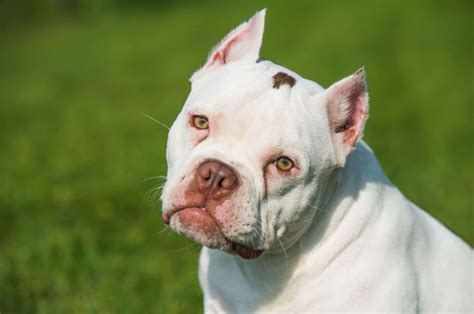 american bulldog ear cropping   ethical