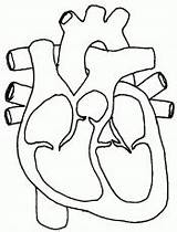 Heart Coloring Pages Anatomy Library Clipart Blank Diagram sketch template