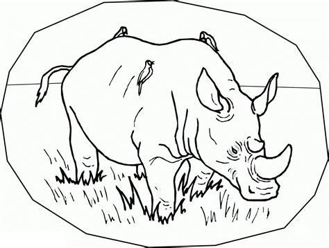 rhino coloring pages  child preschool  kindergarten
