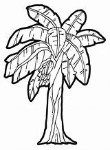 Banana Tree Jungle Drawing Clipart Coloring Pages Clip Trees Outline Plants Plant Cartoon Cliparts Fruit Coconut Leaf Palm Split Printable sketch template