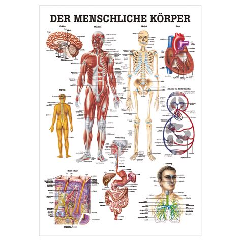 der menschliche koerper lehrtafel anatomie  cm medizinische