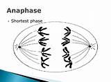 Anaphase Mitosis Ppt Powerpoint Presentation Phase Shortest sketch template