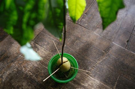 Avocado Ziehen Zwei Methoden Mit Denen Es Gelingt