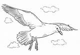 Gaviota Seagull Flying Volando Gaivota Seagulls Colorir Mouette Gaviotas Dibujo Mewa Aves Locie Kolorowanka Supercoloring Kleurplaten Tern Volo Zeemeeuw Falco sketch template