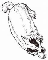 Badger Coloring Pages Colouring Kids sketch template