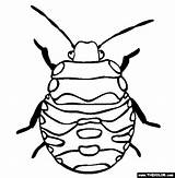 Stink Insect Beetle Insetos Insects Colorir Aphids Designlooter sketch template