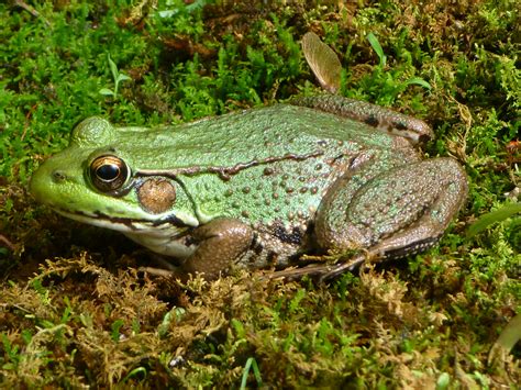 filenorthern green frog tewksbury njjpg wikimedia commons