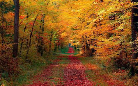 veel rode herfstbladeren op de weg mooie leuke achtergronden voor je bureaublad pc laptop