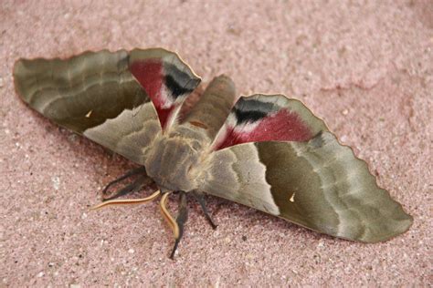 modest sphinx common moth and butterflies of indiana · inaturalist