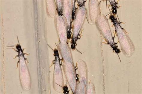 subterranean termite identification control treatment mccall
