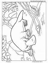 Coloring Australian Pages Platypus Animals Animal Colouring Mammals Shepherd Aboriginal Printable Kids Australia Baby Book Color Au Colouringpages Sheets Print sketch template