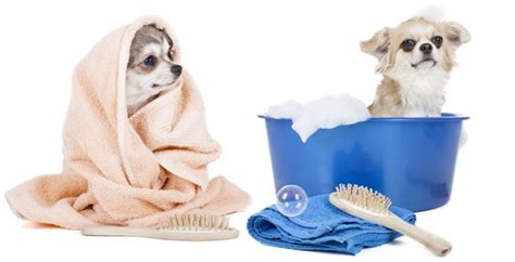 dog grooming  bathing bubbles pet spa