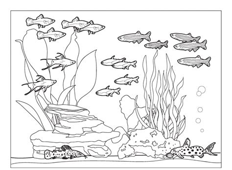 fish community  aquarium coloring pages