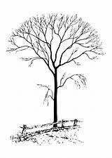 Bare Tree Coloring Large sketch template
