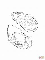 Mussel Cozza Colorare Moules Printable Designlooter Drawings sketch template
