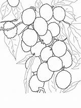 Lychee Pages Coloring Fruits Recommended sketch template