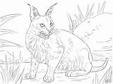 Caracal Coloring Pages Lynx Cat Wild Cats Desert Realistic Colouring Printable Clipart Color Drawing Cute Caracals Paper Print sketch template