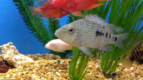 freshwater aquarium fish species  tropical tanks