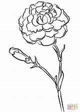 Carnation Carnations Outline Drawings sketch template
