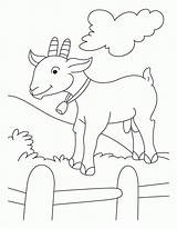 Cabras Colorir Cabra Desenhos Goats Ziege Koza Kolorowanki Kolorowanka Kozy Ausmalbild Druku Fazenda Pygmy Procoloring Kambing Carneiro Carneirinhos Ovelha Fim sketch template