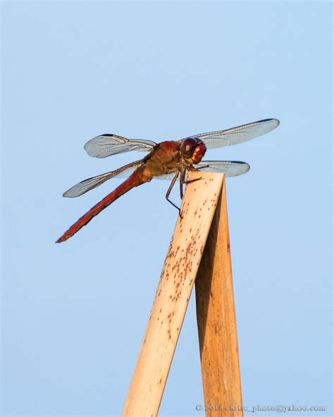 red dragonfly