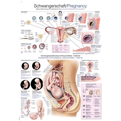 pregnancy educational chart sports supports mobility